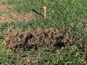 Should You Take A Divot In Golf To Hit Good Shots?